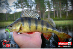 Smáčik REDBASS SSR 3