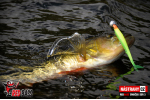 Smáčik REDBASS SSR 3
