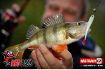 Smáčik REDBASS SSR 3
