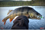 Smáčik REDBASS SSR 3
