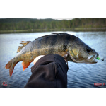 Smáčik REDBASS SSR 3