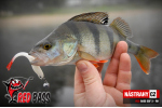 Smáčik REDBASS SSR 3