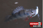 Smáčik REDBASS SSR 3