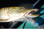 Ripper REDBASS SWIMMER XXL - 200 mm