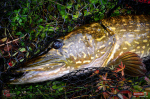Ripper REDBASS SWIMMER XXL - 200 mm