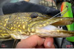Ripper REDBASS SWIMMER XXL - 200 mm