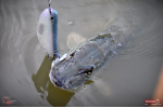 Ripper REDBASS SWIMMER XXL - 200 mm