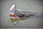 Ripper REDBASS SWIMMER XXL - 200 mm