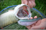 Ripper REDBASS SWIMMER XXL - 200 mm