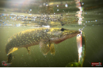 Ripper REDBASS SWIMMER XXL - 200 mm