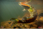 Ripper REDBASS SWIMMER XXL - 200 mm