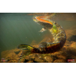 Ripper REDBASS SWIMMER XXL - 200 mm