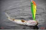 Ripper REDBASS SWIMMER XXL - 200 mm