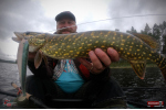 Ripper REDBASS SWIMMER XXL - 200 mm