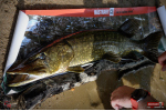 Ripper REDBASS SWIMMER XXL - 200 mm