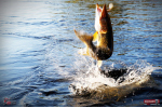 Ripper REDBASS SWIMMER XXL - 200 mm