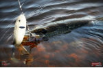 Ripper REDBASS SWIMMER XXL - 200 mm