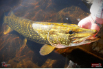 Ripper REDBASS SWIMMER XXL - 200 mm