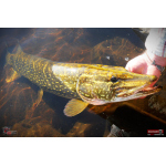 Ripper REDBASS SWIMMER XXL - 200 mm