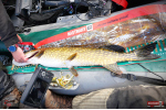 Ripper REDBASS SWIMMER XXL - 200 mm