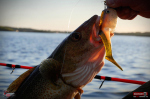 Ripper REDBASS SWIMMER XXL - 200 mm