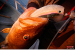 Ripper REDBASS SWIMMER XXL - 200 mm