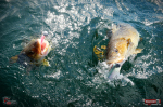 Ripper REDBASS SWIMMER XXL - 200 mm
