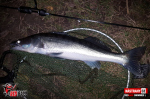 Ripper REDBASS SWIMMER XL - 140 mm