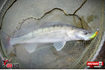Ripper REDBASS SWIMMER L - 90 mm