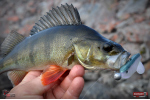Ripper REDBASS SWIMMER L - 90 mm