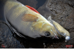 Ripper REDBASS SWIMMER L - 90 mm