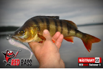 Ripper REDBASS SWIMMER L - 90 mm