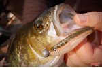 Ripper REDBASS SWIMMER L - 90 mm