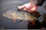 Ripper REDBASS SWIMMER L - 90 mm
