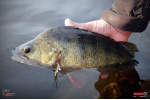 Ripper REDBASS SWIMMER L - 90 mm