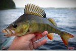Ripper REDBASS SWIMMER L - 90 mm
