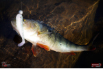 Ripper REDBASS SWIMMER L - 90 mm