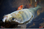 Ripper REDBASS SWIMMER L - 90 mm