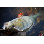 Ripper REDBASS SWIMMER L - 90 mm