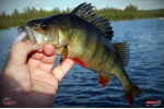 Ripper REDBASS SWIMMER L - 90 mm