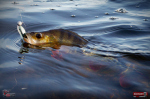 Ripper REDBASS SWIMMER L - 90 mm