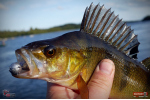 Ripper REDBASS SWIMMER L - 90 mm