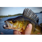 Ripper REDBASS SWIMMER L - 90 mm