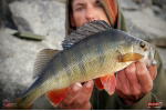 Ripper REDBASS SWIMMER L - 90 mm