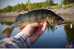 Ripper REDBASS SWIMMER L - 90 mm