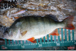 Ripper REDBASS SWIMMER L - 90 mm