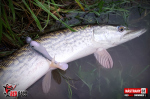 Ripper REDBASS SWIMMER XL - 140 mm