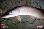 Ripper REDBASS SWIMMER XL - 140 mm