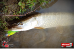Ripper REDBASS SWIMMER XL - 140 mm