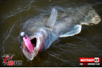 Ripper REDBASS SWIMMER SLIM XL - 125 mm